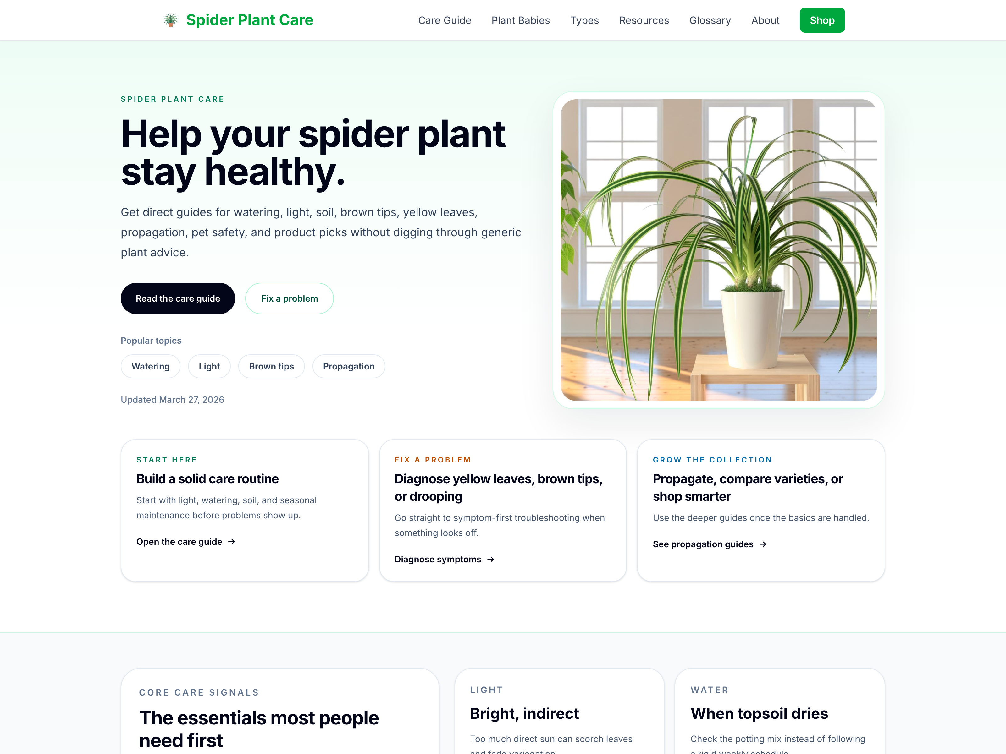 Spider Plant Care
